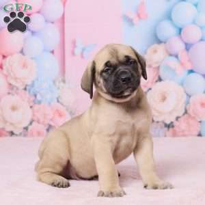 Diesel, English Mastiff Puppy